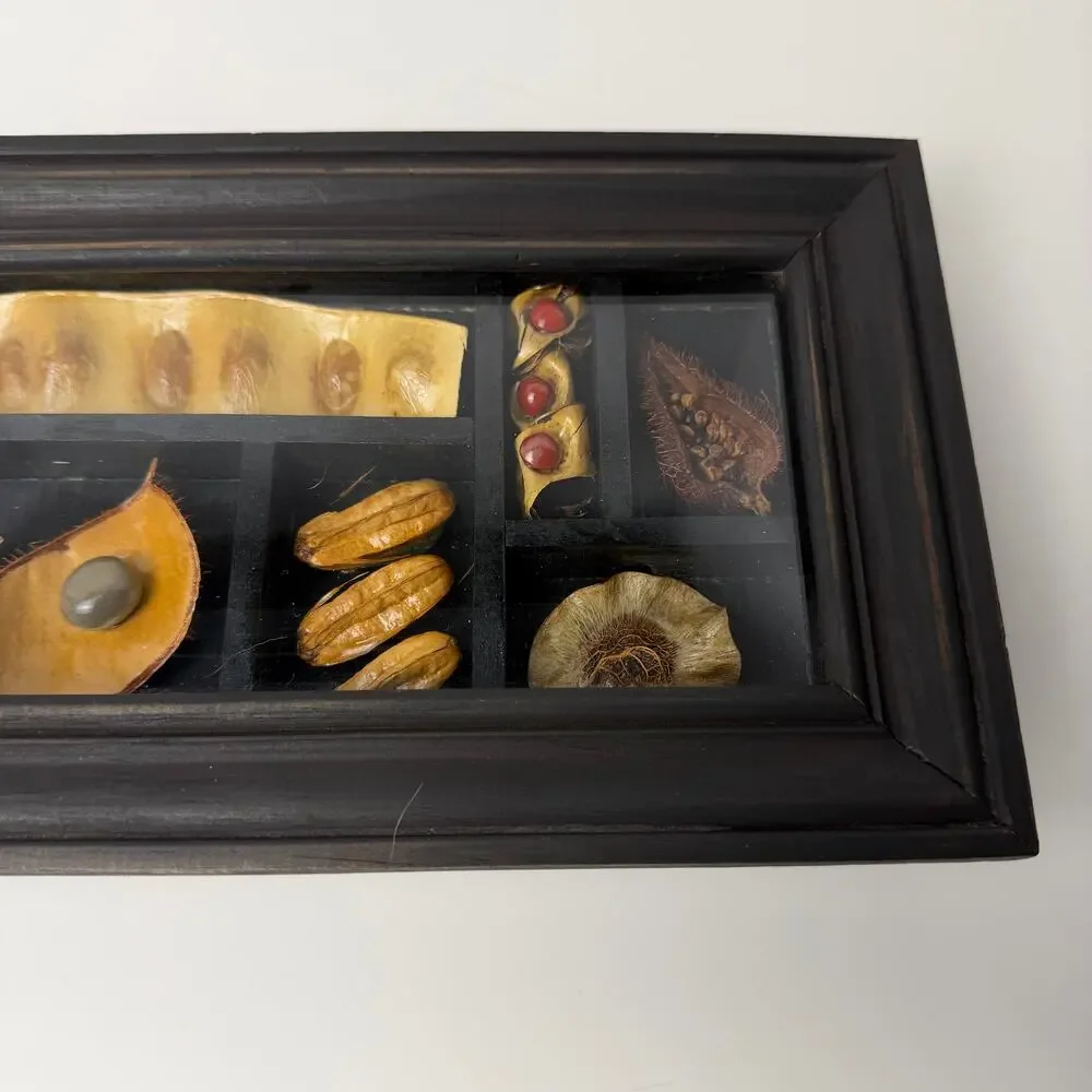 Framed Tropical Seed‎ Specimen Display Carpology Shadow Box Naturalist Caribbean